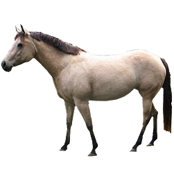 Quarter Pony